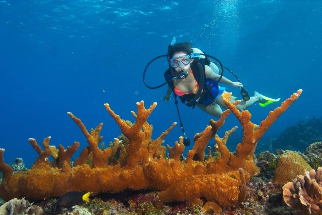 Vive una experiencia única explorando las profundidades marinas de las Islas Cíes y la Playa de Rodas