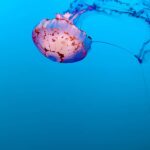 Cómo saber si hay medusas en la playa: guía y recursos útiles